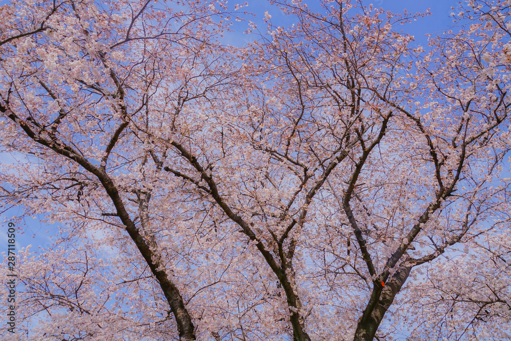 池上本門寺の満開の桜 池上本門寺の満開の桜