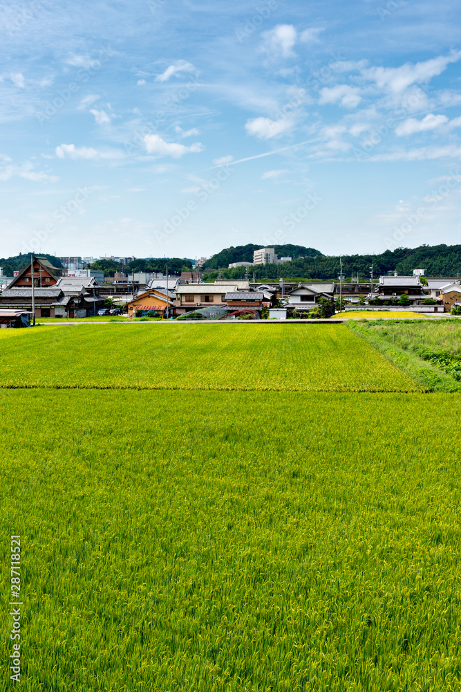 Paddy rice fields at heading period in Japan