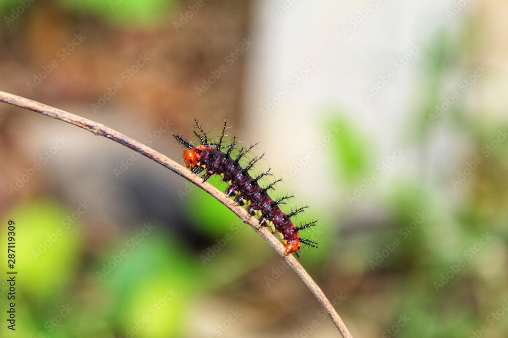 elegant looking caterpillar larvae in wild nature