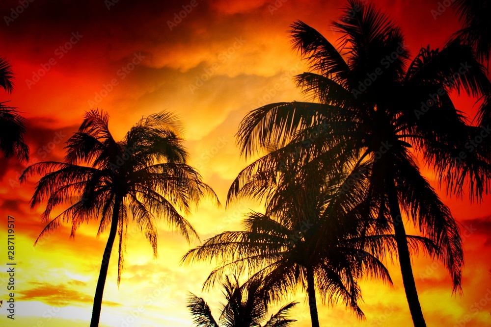coconut trees in beautiful evening sky