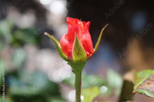 red rose budding for your loved one