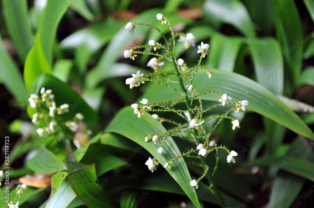 Obraz premium white tiny flowers