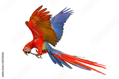 Scarlet macaw isolated on white background. © Passakorn