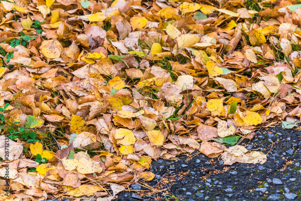 Birch yellow leaves fallen from tree lie on asphalt road on an autumn day. Birch yellow leaves fallen from tree lie on asphalt road on an autumn day.
