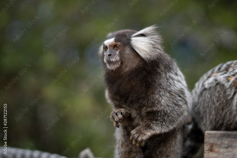 Beautiful Monkey on Nature in Brazil Beautiful Monkey on Nature in Brazil