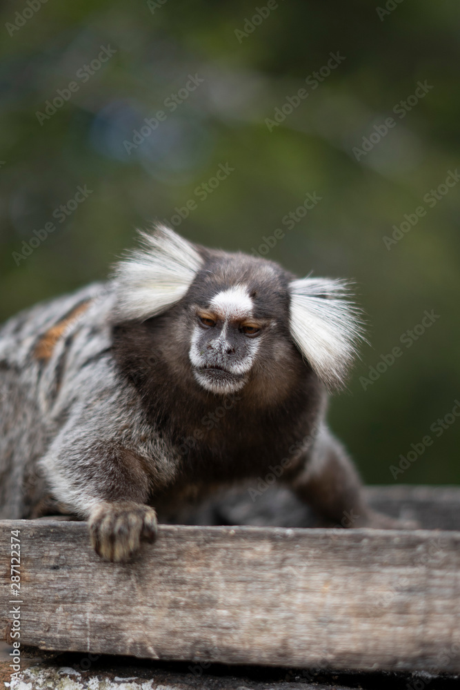 Naklejka premium Beautiful Monkey on Nature in Brazil