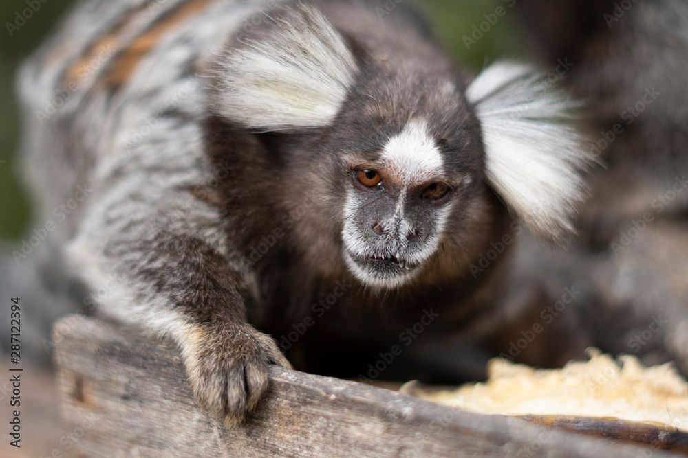Beautiful Monkey on Nature in Brazil