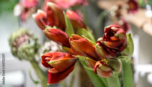 Exotic flowers are the red Amaryllis and artichoke photo