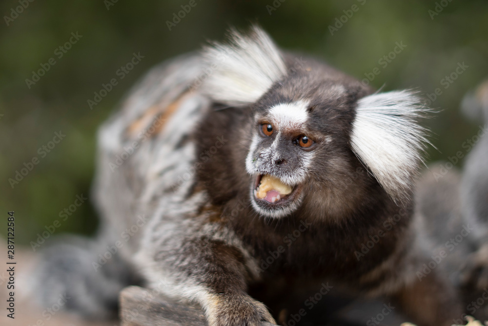 Beautiful Monkey on Nature in Brazil Beautiful Monkey on Nature in Brazil