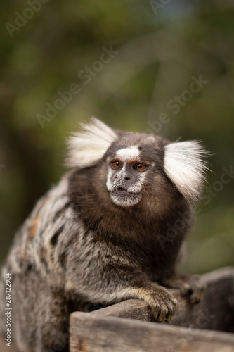 Beautiful Monkey on Nature in Brazil © Ana