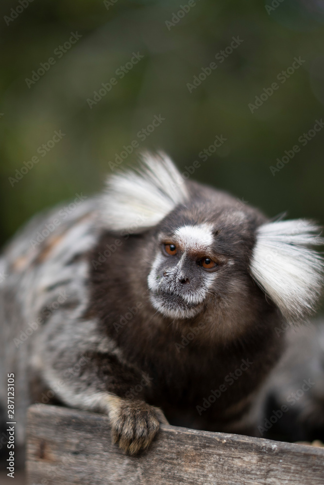 Beautiful Monkey on Nature in Brazil Beautiful Monkey on Nature in Brazil