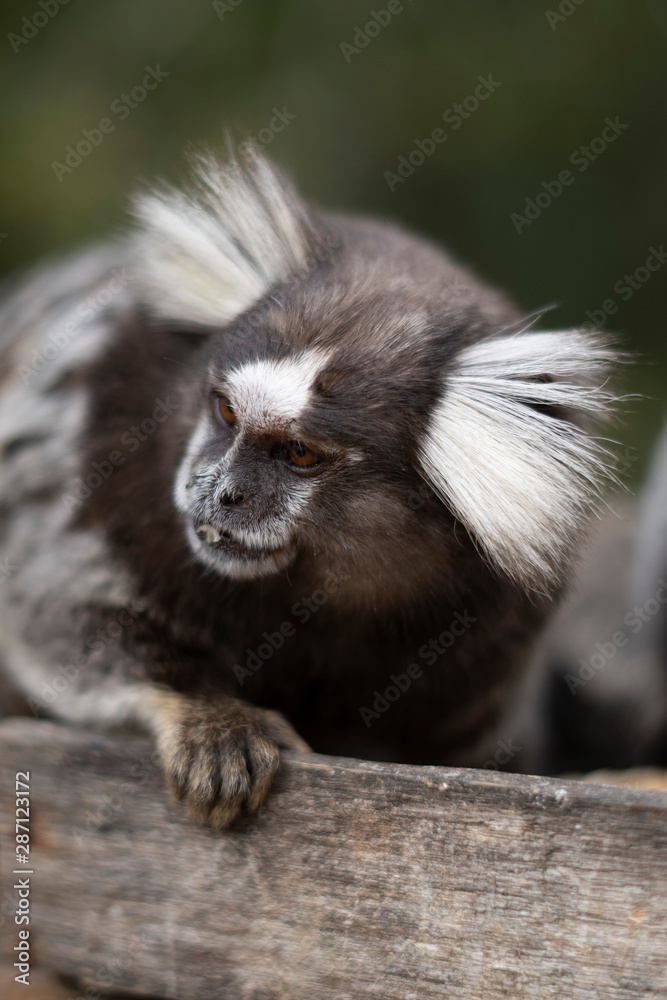 Obraz premium Beautiful Monkey on Nature in Brazil