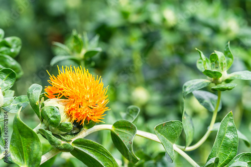 Safflower flowers in a field photo