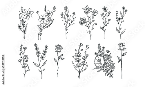 set of floral illustration elements, flower plant lineart illustration