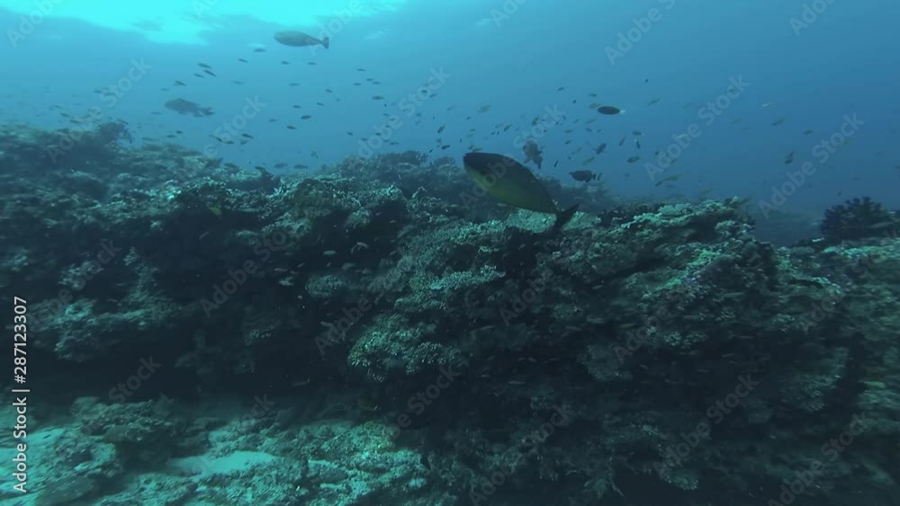 The underwater world of the Indian Ocean The underwater world of the Indian Ocean