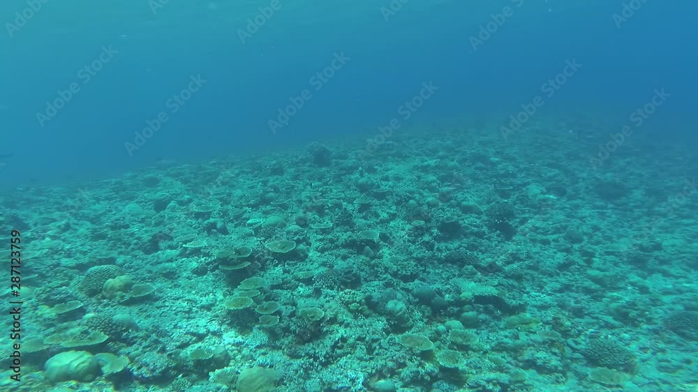 The underwater world of the Indian Ocean off the coast of the Maldives The underwater world of the Indian Ocean off the coast of the Maldives