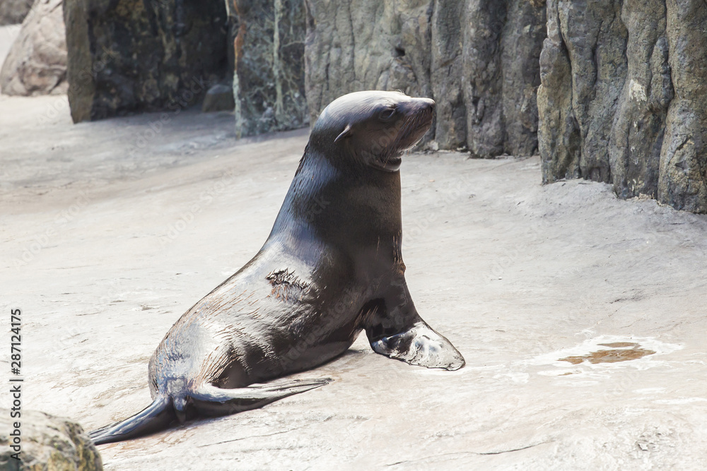 Fototapeta premium Cute fur seal at the zoo. Concept of animal life in nature and nature reserves. Environmental protection.