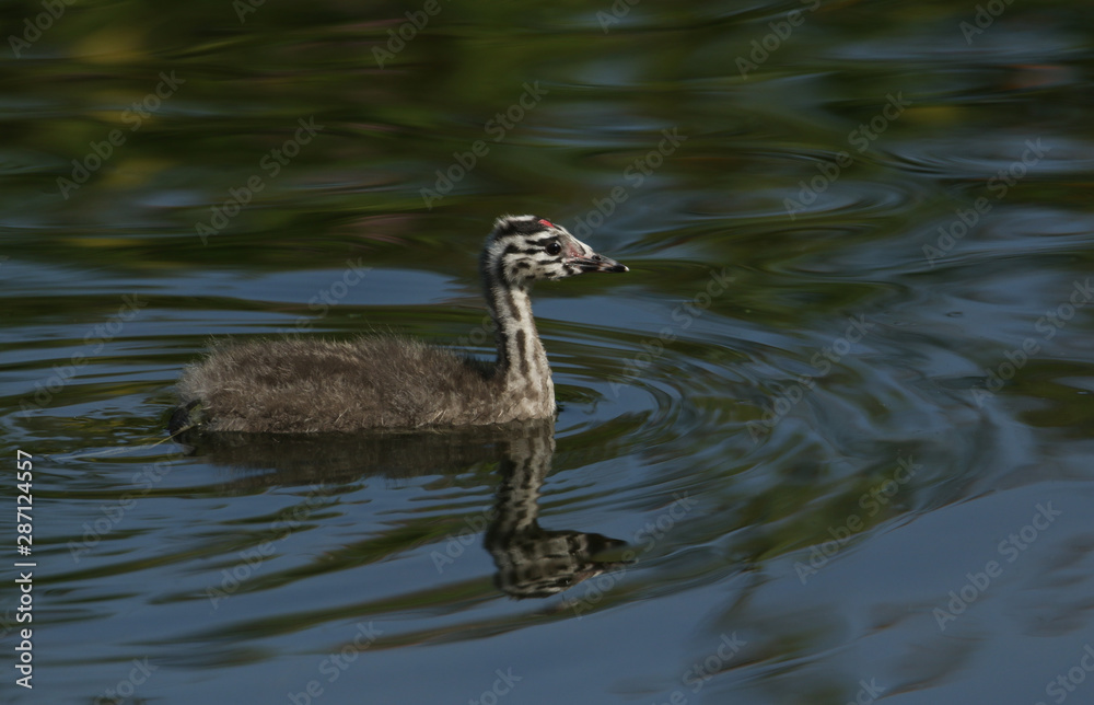 A cute baby Great crested Grebe, Podiceps cristatus, swimming on a fast flowing river. A cute baby Great crested Grebe, Podiceps cristatus, swimming on a fast flowing river.