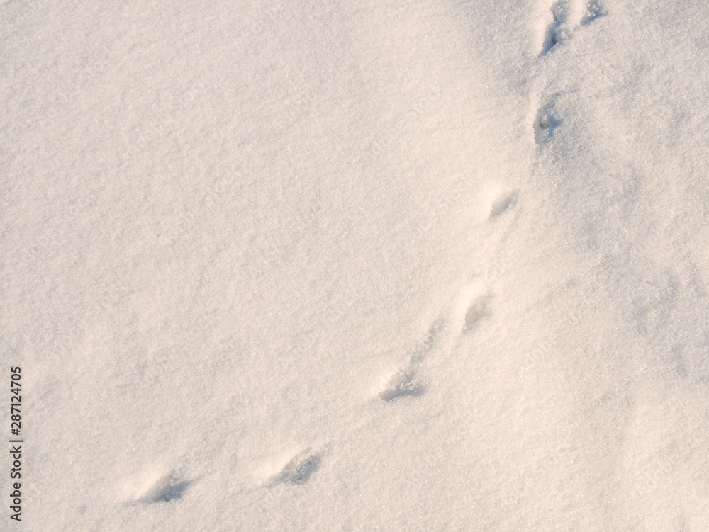 Fototapeta premium Shadows in the snow