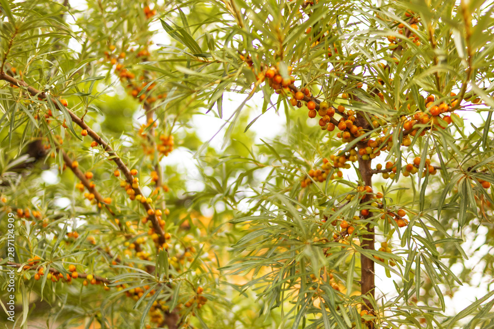 Autumn fall sea buckthorn on tree branches in the country gives the necessary vitamins for the upcoming cold season Autumn fall sea buckthorn on tree branches in the country gives the necessary vitamins for the upcoming cold season
