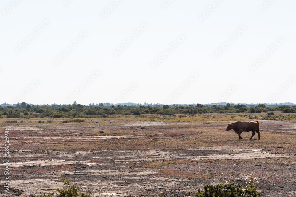 Cow walks in a great plain barren landscape