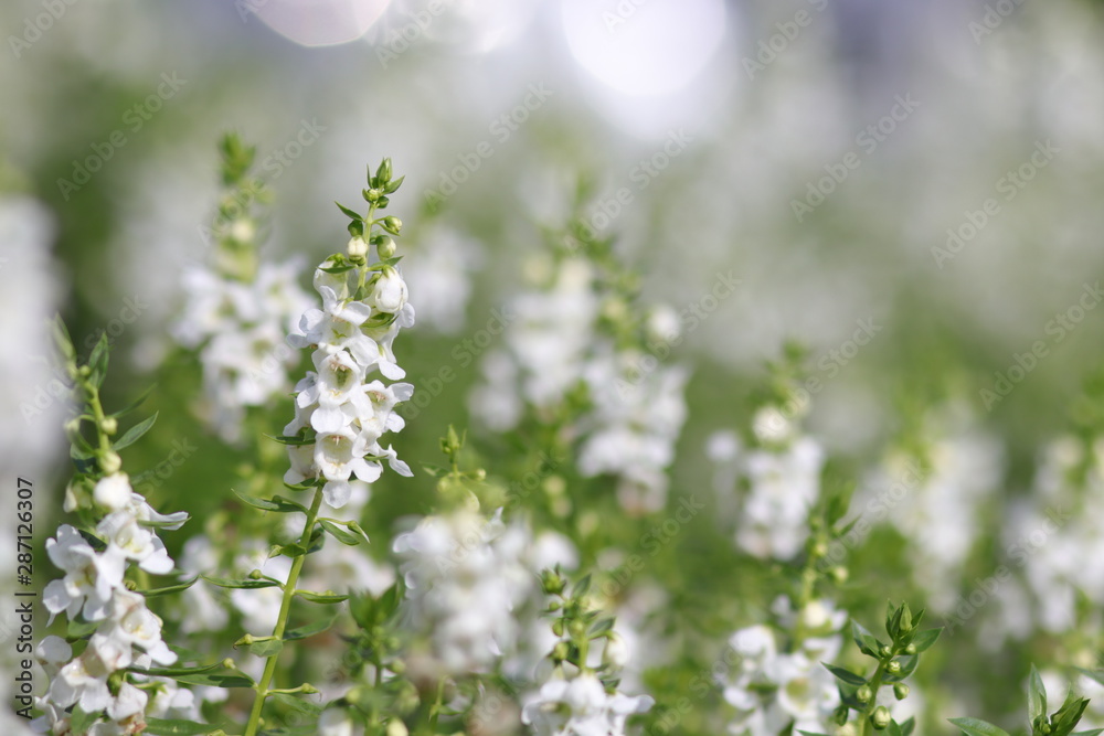 Fototapeta premium white flowers in spring