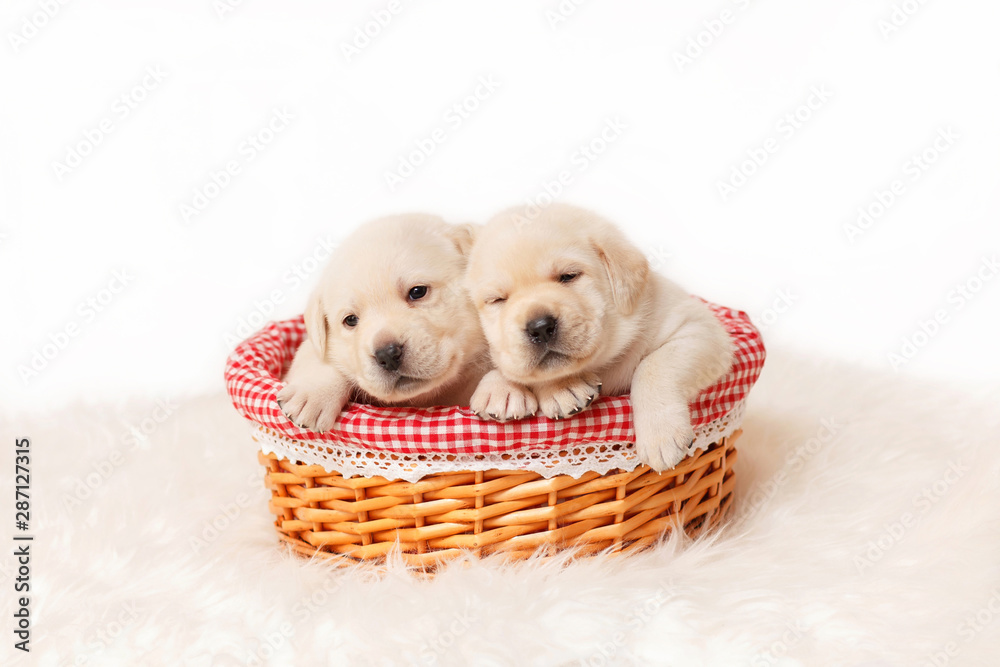 Two beige labrador puppies are sitting in a basket. Two beige labrador puppies are sitting in a basket.