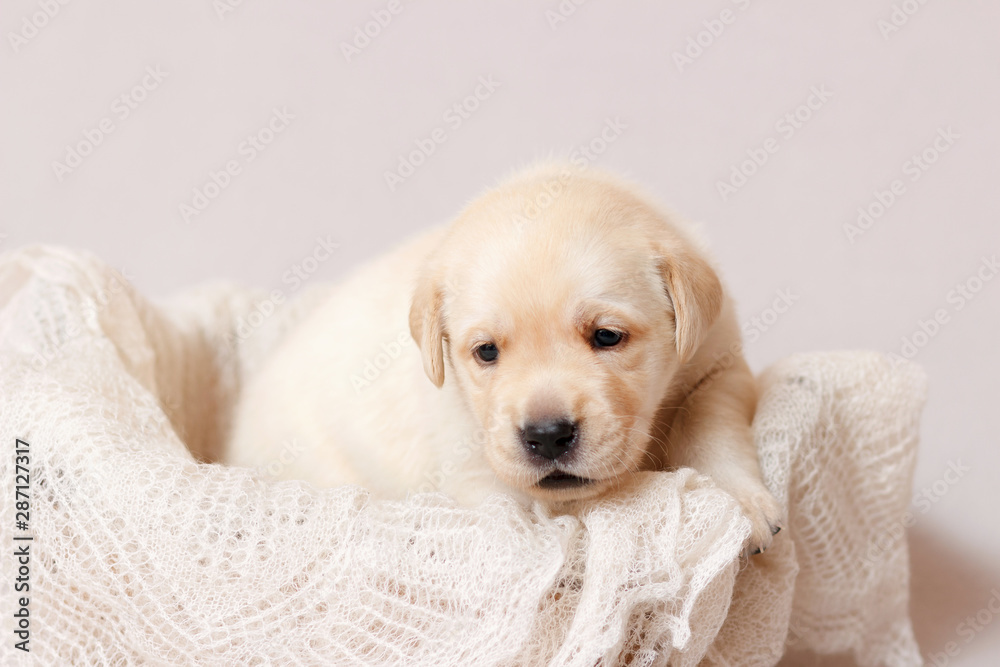 Fototapeta A beige labrador puppy lies in a basket on a soft light shawl. Close-up.