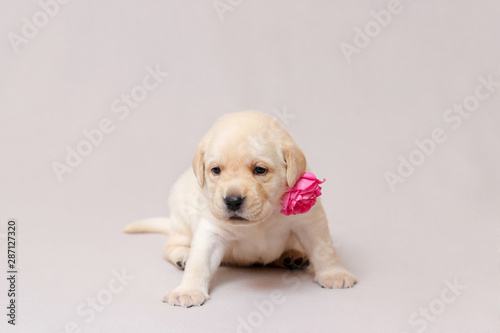 A beige labrador puppy is sitting with a pink flower on his neck. © Elena