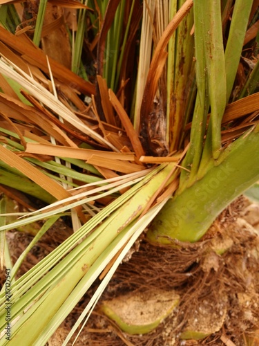 Palm tree whit weevil, Valencia photo