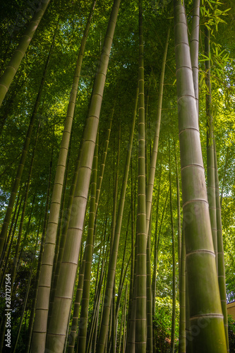 Green Bamboo forest, tall bamboo plants