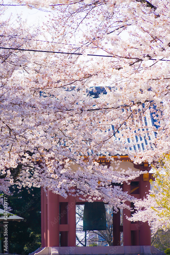 Naklejka premium 池上本門寺の満開の桜