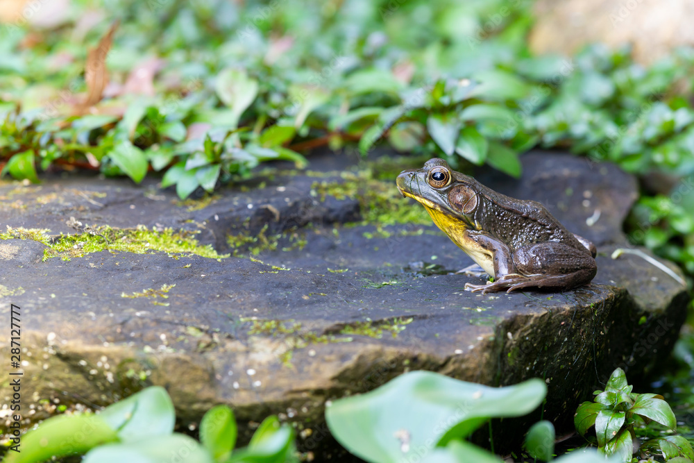A Frog sitting on a rock in a garden pond surrounded by green leaves A Frog sitting on a rock in a garden pond surrounded by green leaves