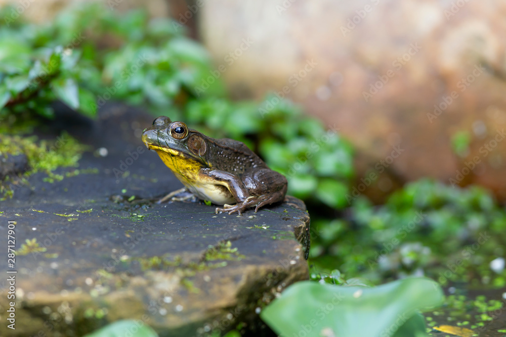 Fototapeta premium A Frog sitting on a rock in a garden pond surrounded by green leaves