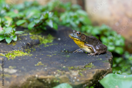 A Frog sitting on a rock in a garden pond surrounded by green leaves