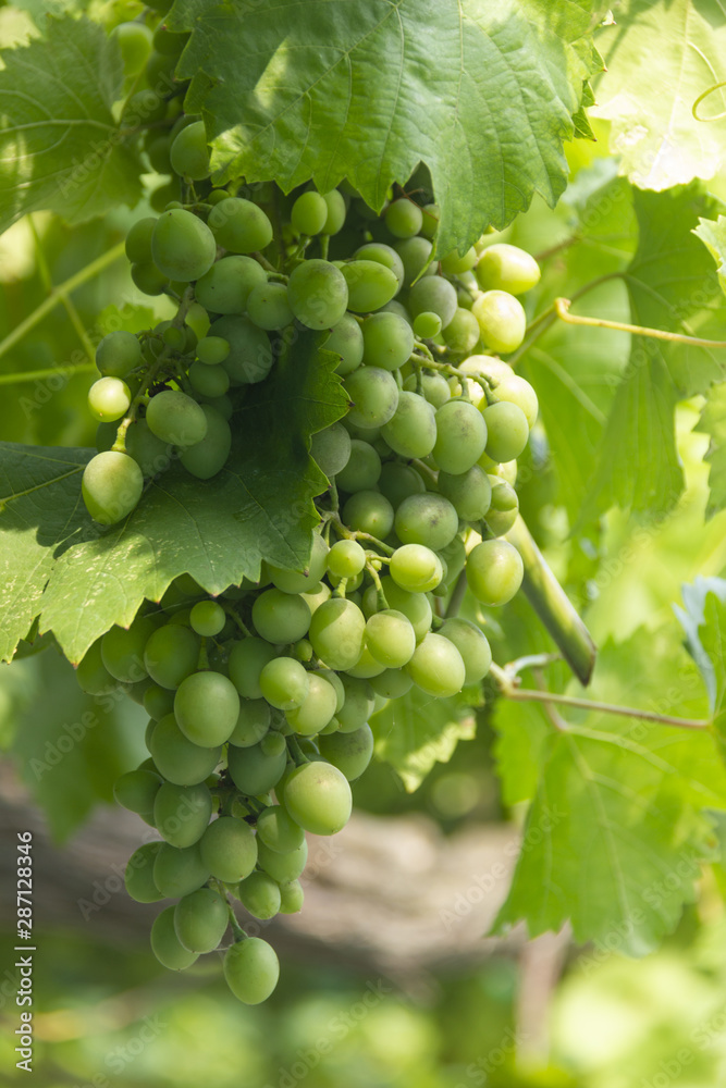 photo of vine, green grapes