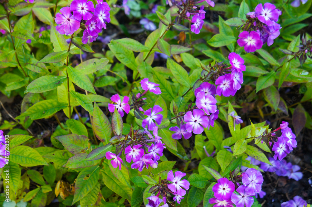 phlox paniculata purple flowers in garden phlox paniculata purple flowers in garden