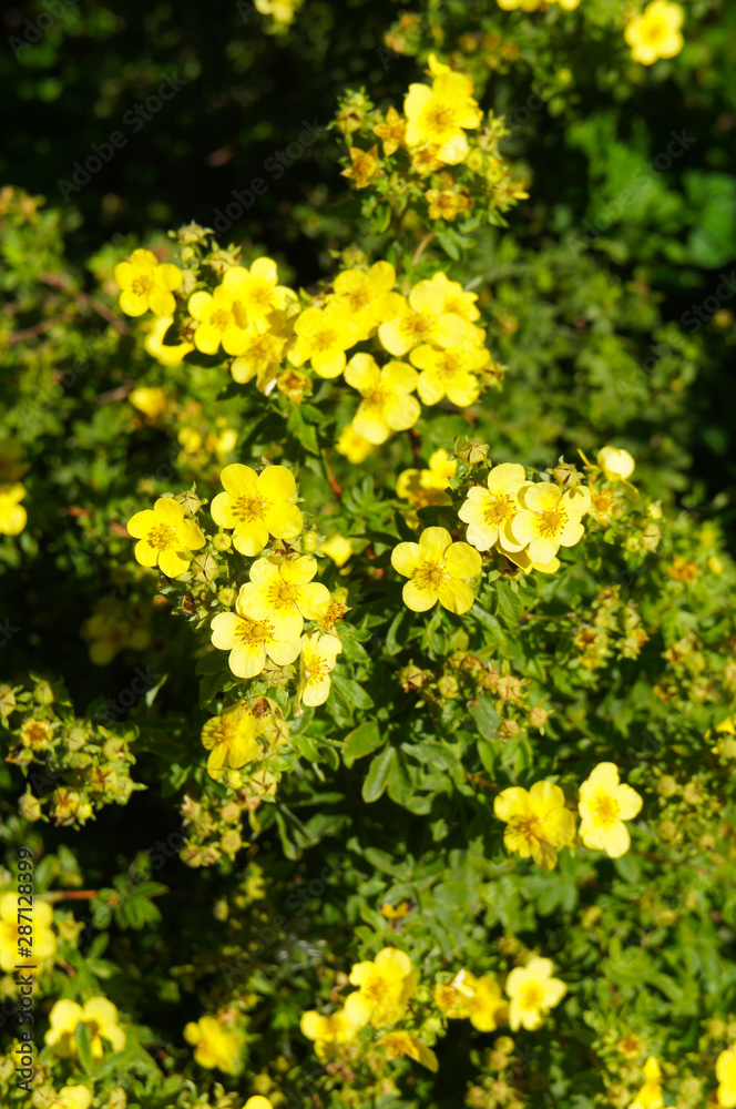 Potentilla fruticosa sommerflor shrubby cinquefoil yellow flowers