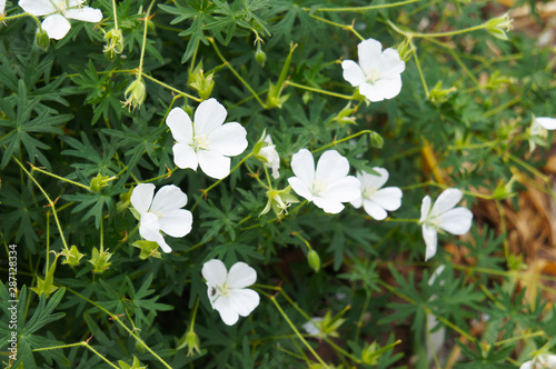 geranium sanguineum album white crane's-bill flowers with green