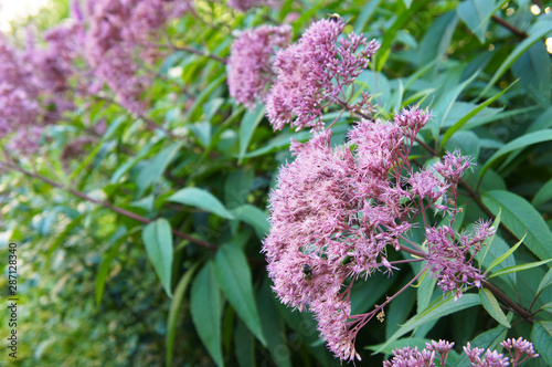 eupatorium maculatum joe-pye weed purple bush photo