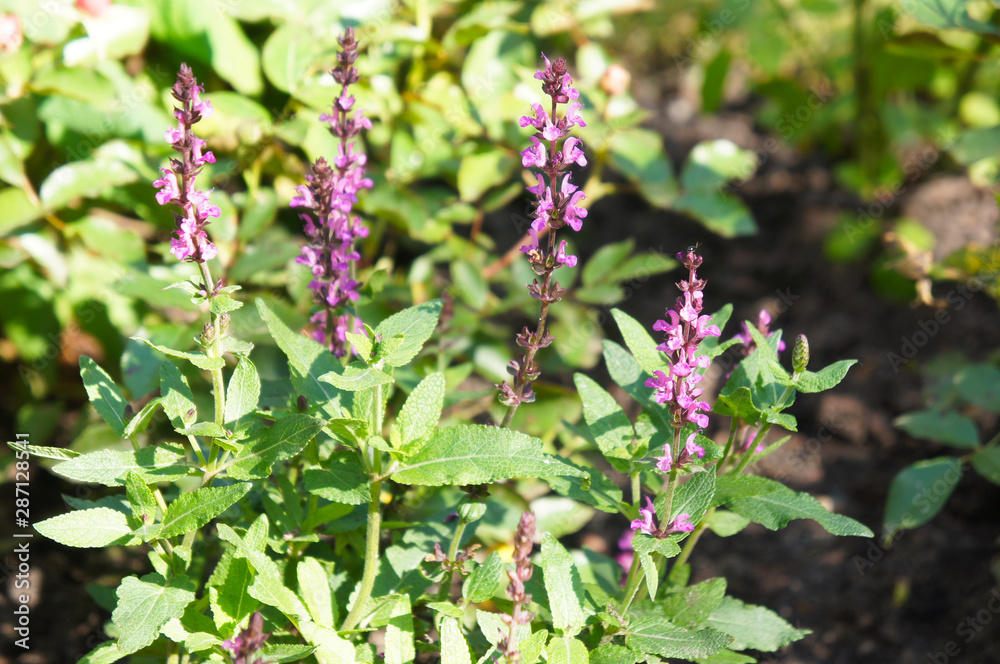 Salvia officinalis garden sage purple flowers Salvia officinalis garden sage purple flowers