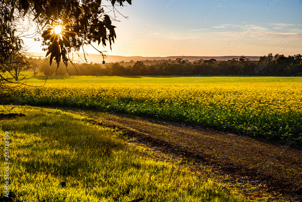 Obraz premium Sunrise over Canola Field in Toodyay, Western Australia