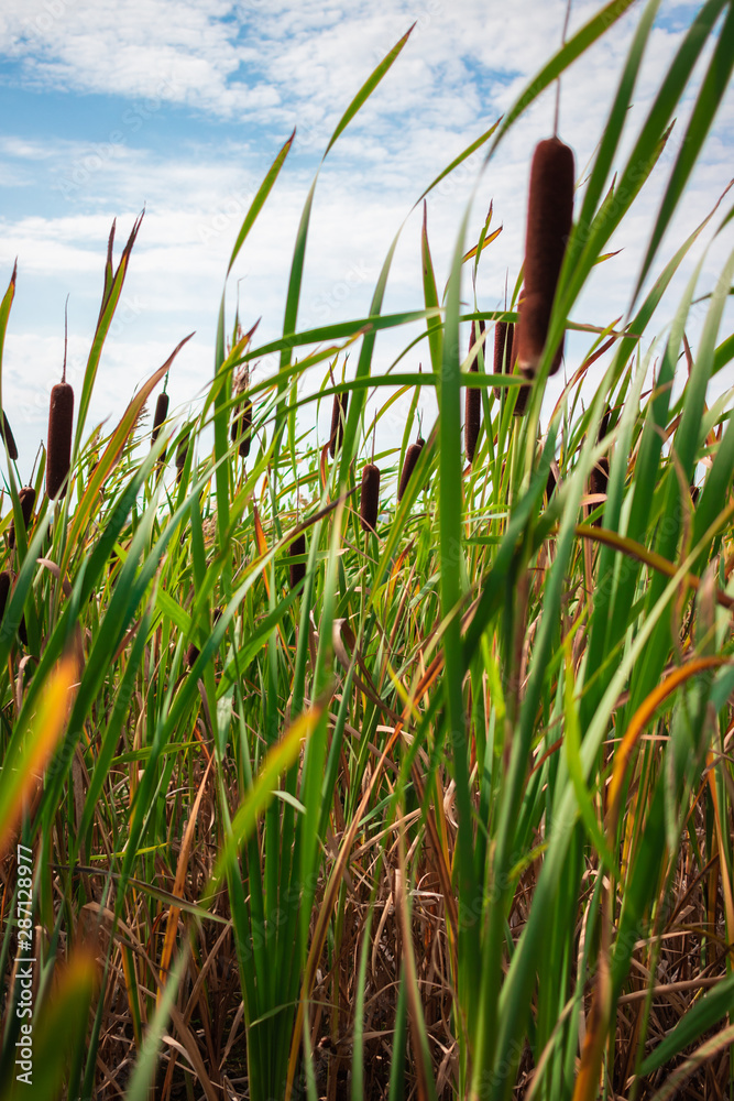 Fototapeta premium grass on a blue background