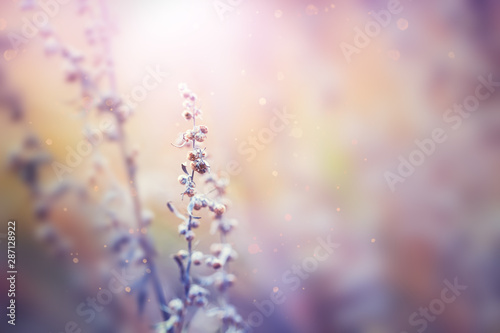 Dry autumn plants in a forest at sunset. Blurred nature background, vintage filter. Beautiful autumn grasses in sunlight