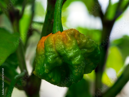 Hot Chili Pepper in growing phase at plant photo