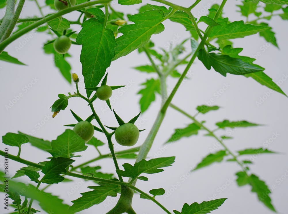 Fototapeta premium Green tomatoes, small fruit varieties that mature