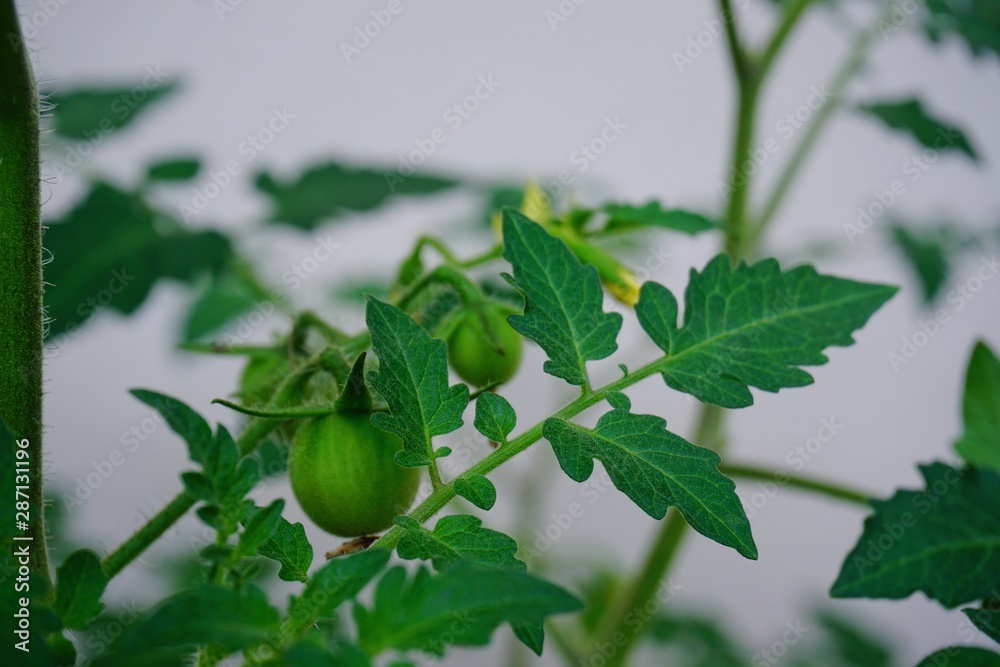 Green tomatoes, small fruit varieties that mature Green tomatoes, small fruit varieties that mature