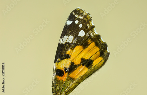 Macro image of the dorsal side of the butterfly Vanessa Cardui , known as the Painted Lady or Cosmopolitan photo