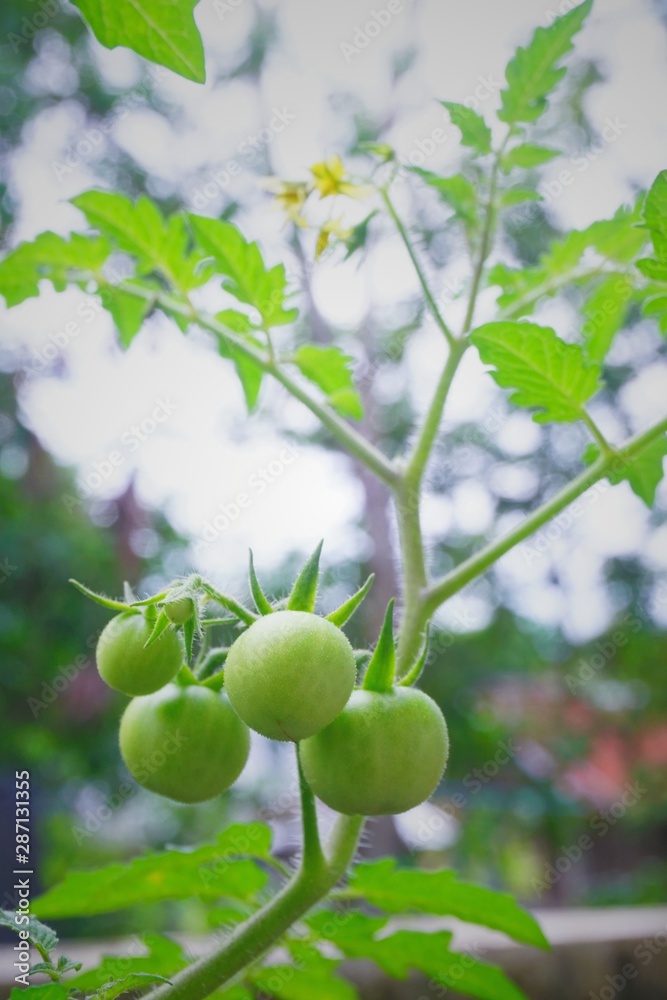 Green tomatoes, small fruit varieties that mature