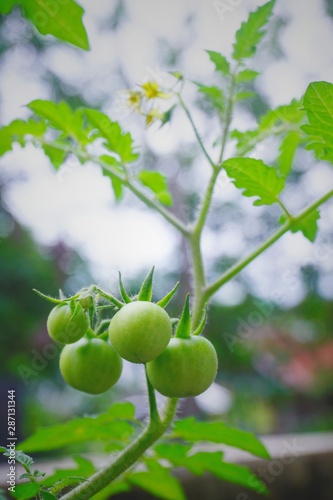 Green tomatoes, small fruit varieties that mature